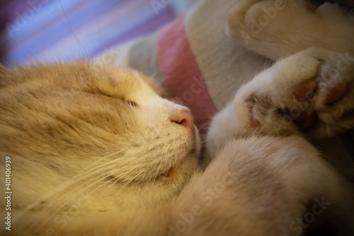 Obraz na płótnie Gatto che dorme sulla sedia di casa w salonie