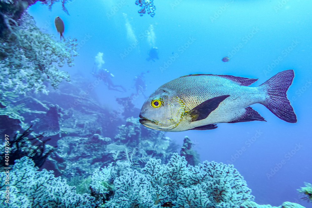 Fototapeta premium Fish with scubadivers