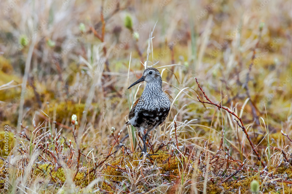 Dunlin (Calidris alpina) in Barents Sea coastal area, Russia Dunlin (Calidris alpina) in Barents Sea coastal area, Russia