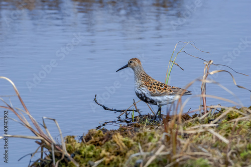 Dunlin (Calidris alpina) in Barents Sea coastal area, Russia