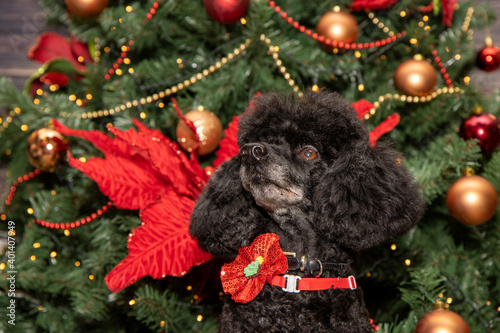 A beautiful black poodle dog sitting by a festive Christmas tree