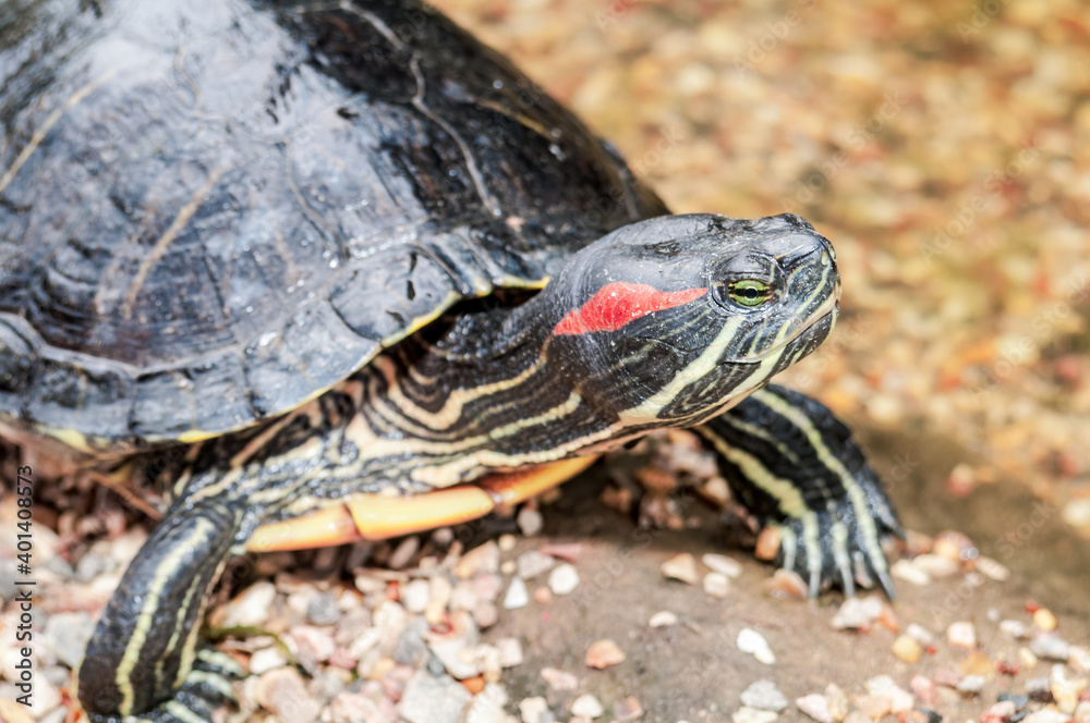 Pond Slider (Trachemys scripta) in park, Crimea Pond Slider (Trachemys scripta) in park, Crimea