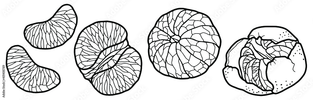 Vector illustration. Hand drawing tangerines. Tangerines without peel. Citrus slices. Coloring page. Vector illustration. Hand drawing tangerines. Tangerines without peel. Citrus slices. Coloring page.