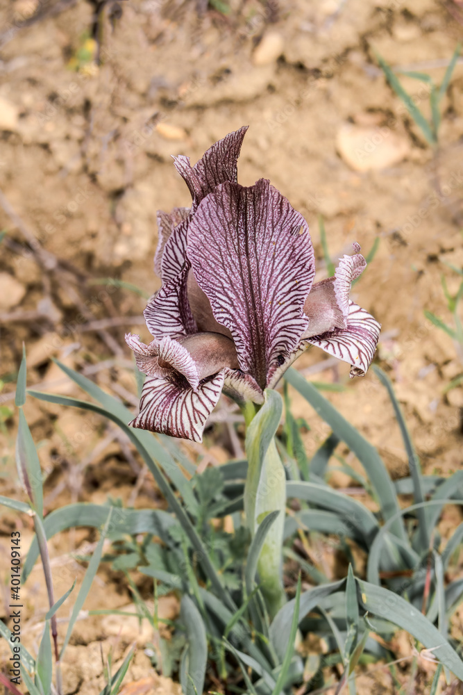 Arid Iris acutiloba in the foothills of Caucasus, Republic of Dagestan, Russia Arid Iris acutiloba in the foothills of Caucasus, Republic of Dagestan, Russia