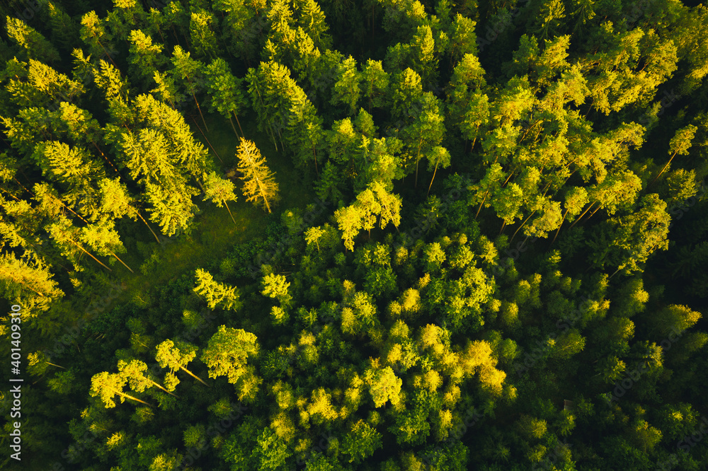 Aerial view of green alpine forest. Drone shoot. Sunset shadows Aerial view of green alpine forest. Drone shoot. Sunset shadows