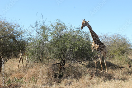 Kruger Park Giraffe