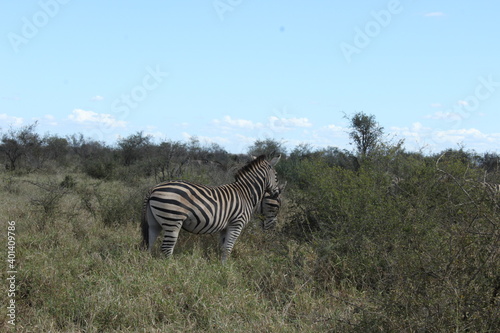 Kruger Park Zebra