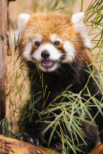red panda eating bamboo photo