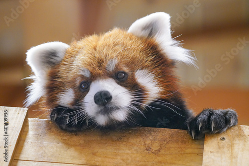 red panda photo