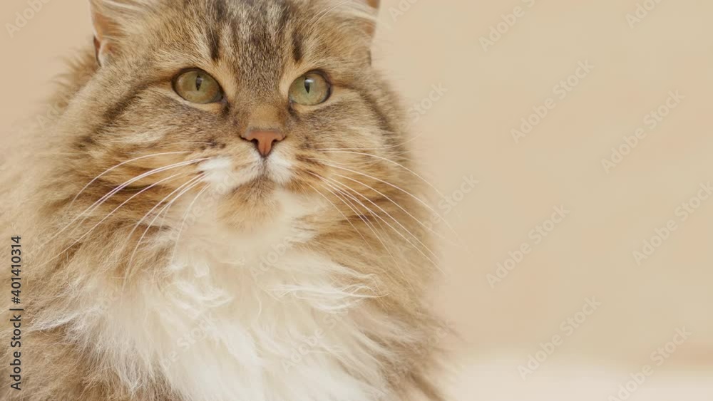 cute curious cat sitting on bed on plaid indoors and looking playful, fluffy Siberian cat, concept of lovely pets, cozy morning cute curious cat sitting on bed on plaid indoors and looking playful, fluffy Siberian cat, concept of lovely pets, cozy morning