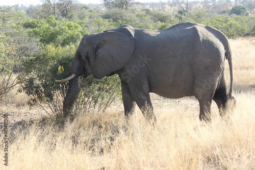 Kruger Park Elephant grazing