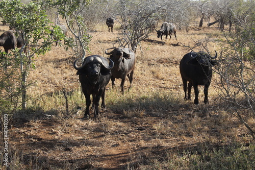 Fototapeta Naklejka Na Ścianę i Meble -  Kruger Park Buffaloes standing