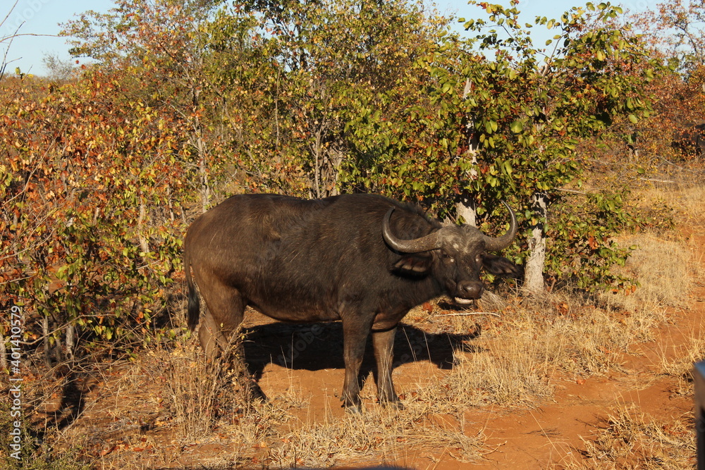 Fototapeta premium Kruger Park Buffalo Standing Side View