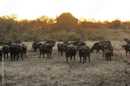 Kruger Park Buffalo Herd © Erik EGA