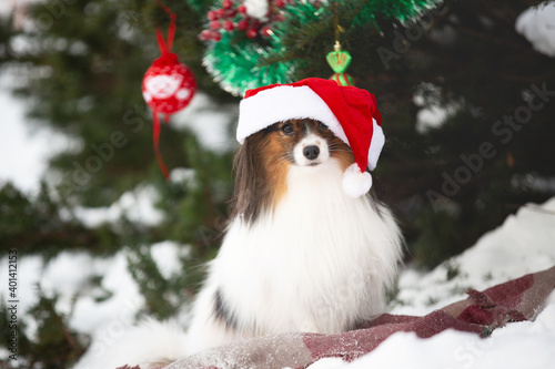 Portrait of the cute papillon dog in a Santa hat in the forest. Cute toy continental dog is ready to Christmas.