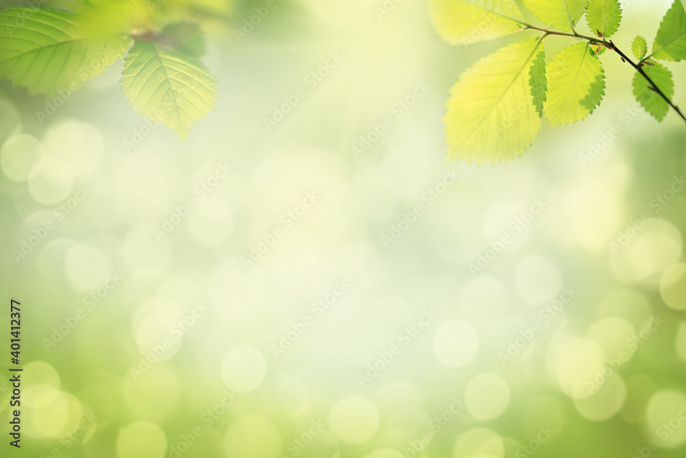 Blurred nature background with green tree leaves Blurred nature background with green tree leaves