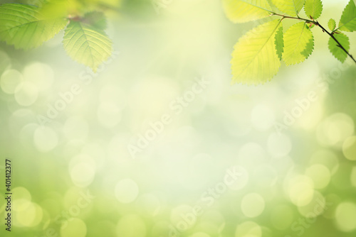 Blurred nature background with green tree leaves
