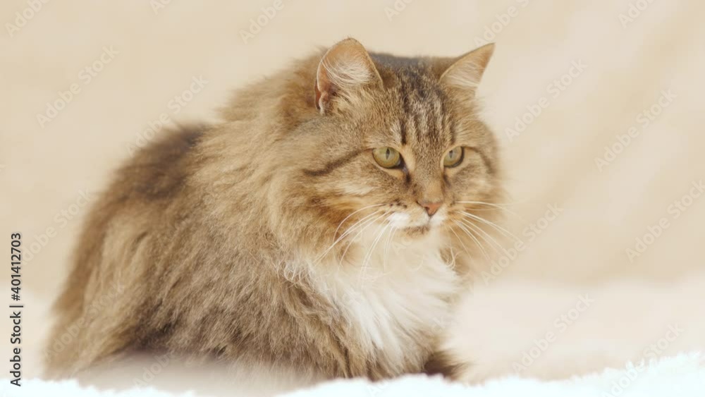 cute curious cat sitting on bed on plaid indoors and looking playful, fluffy Siberian cat, concept of lovely pets, cozy morning cute curious cat sitting on bed on plaid indoors and looking playful, fluffy Siberian cat, concept of lovely pets, cozy morning