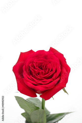 a closeup shoot of a red rose isolated on white background