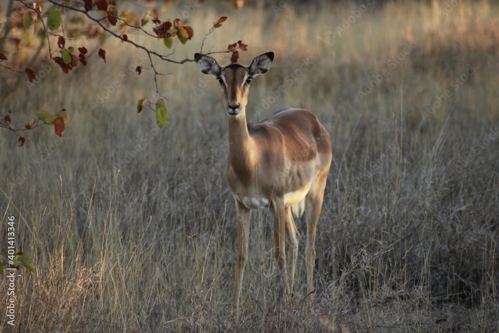 Kruger Park Springbok Kruger Park Springbok