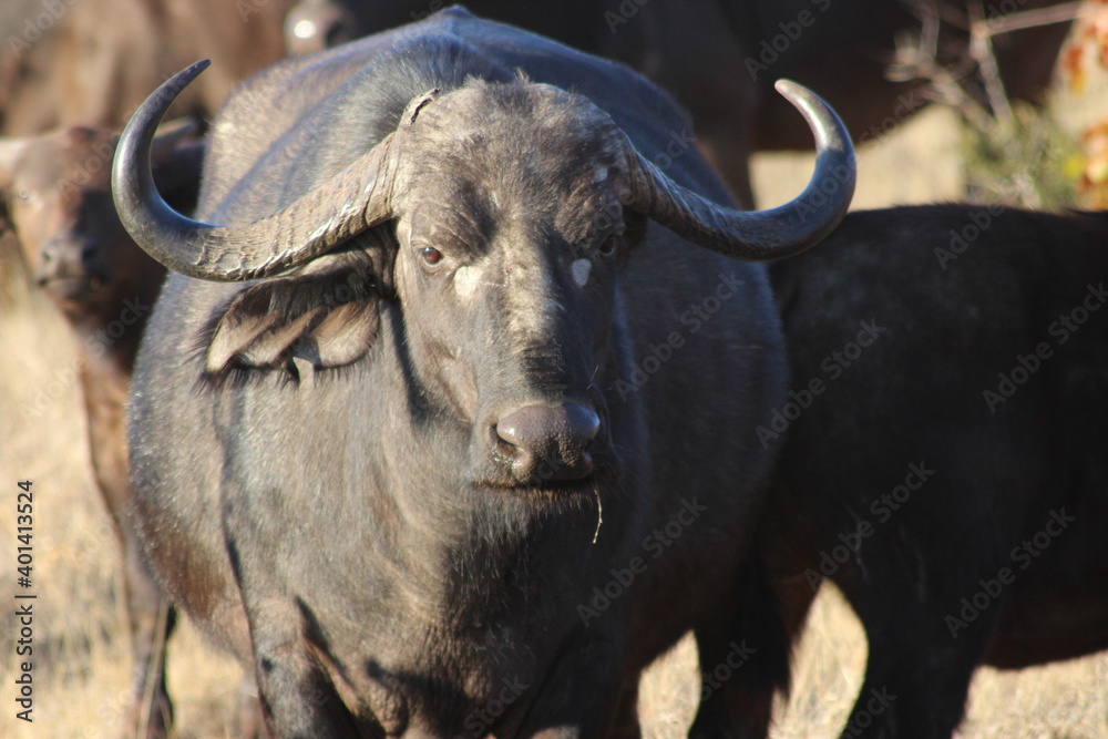 Naklejka premium Kruger Park Buffalo