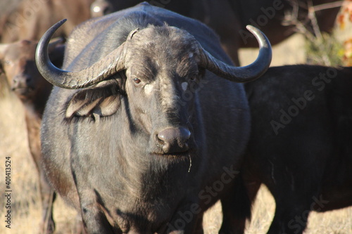 Kruger Park Buffalo