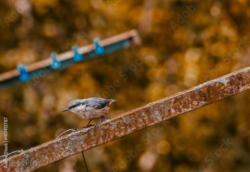 Nuthatch (Sitta europaea) a small songbird with a long strong bill, a stiffened square-cut tail, and the habit of climbing down tree trunks head first. photo