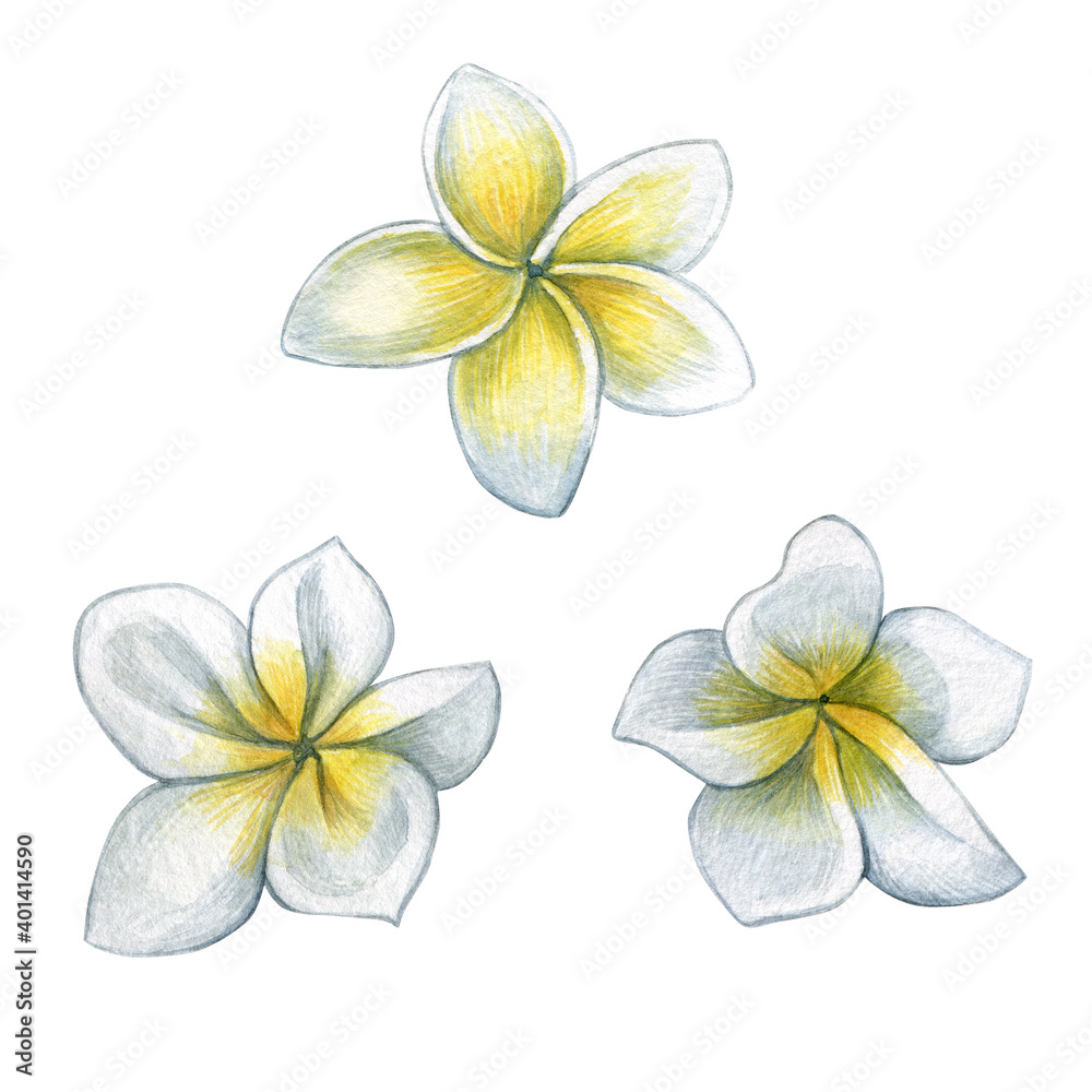 Watercolor illustration of a green leaves and flower. Hand made character. Leaf isolated on white background. Watercolor hand-drawn illustration. Tropical. Watercolor illustration of a green leaves and flower. Hand made character. Leaf isolated on white background. Watercolor hand-drawn illustration. Tropical.