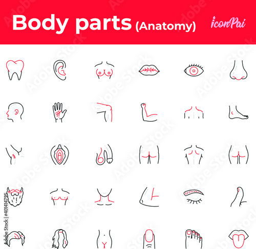 Human body parts anatomy