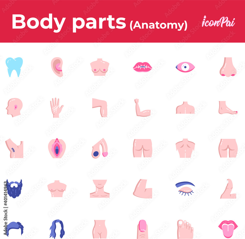 Human body parts anatomy Human body parts anatomy