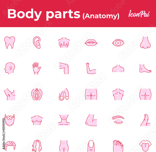 Human body parts anatomy