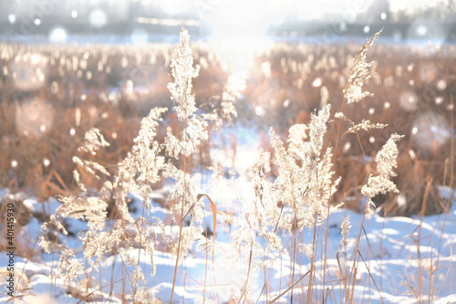 Partial blurred natural background with Pampas grass outdoor in light pastel colors. Dry reeds boho style