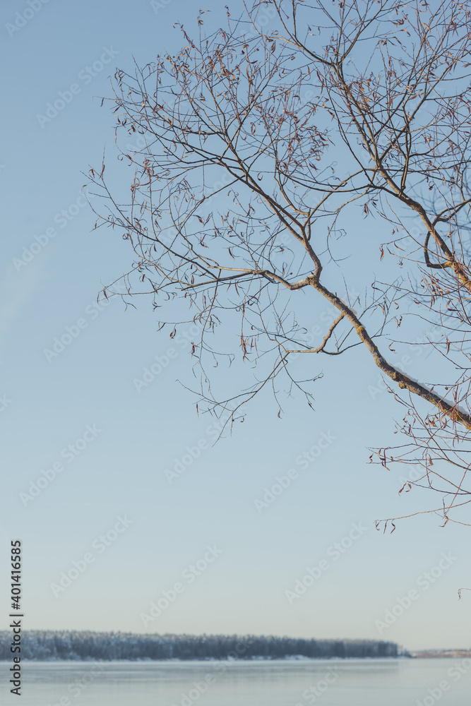 Frozen lake, clear transparent ice and frozen trees in a forest without foliage. Frozen lake, clear transparent ice and frozen trees in a forest without foliage.