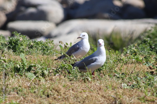 Cape Town Seagull