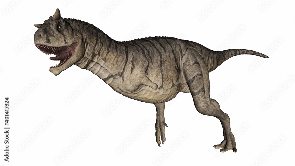 Carnotaurus dinosaur running and roaring isolated in white background - 3D render