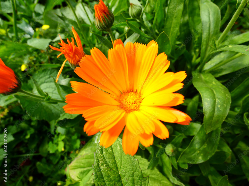 Flor de caléndula en el jardín