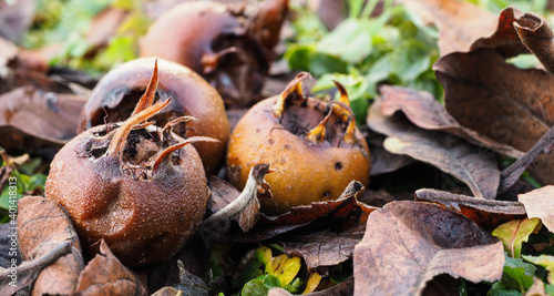 Abefallene reife Mispeln, Asperl, Mespilus germanica im Laub.