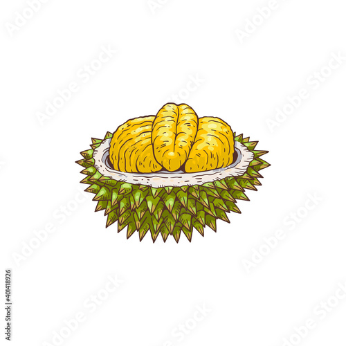 Vector isolated illustration of delicious tropical fruit durian