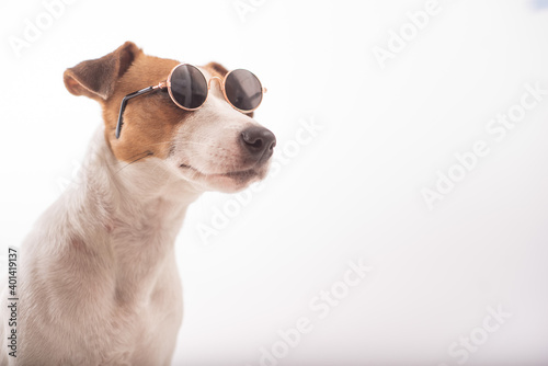 Portrait of a dog in sunglasses on a white background.