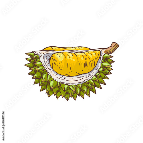 Hand drawn durian piece isolated on white background.