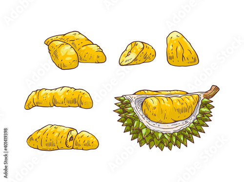 Tropical sweet fruit durian a vector isolated illustrations.