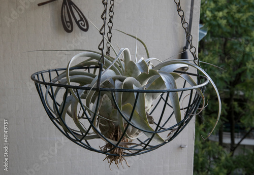 Landscaping and garden decoration. Exotic air plants. Closeup view of a Tillandsia xerographica, also known as xerographic air plant, potted in a metal container hanging from the roof in the balcony. photo