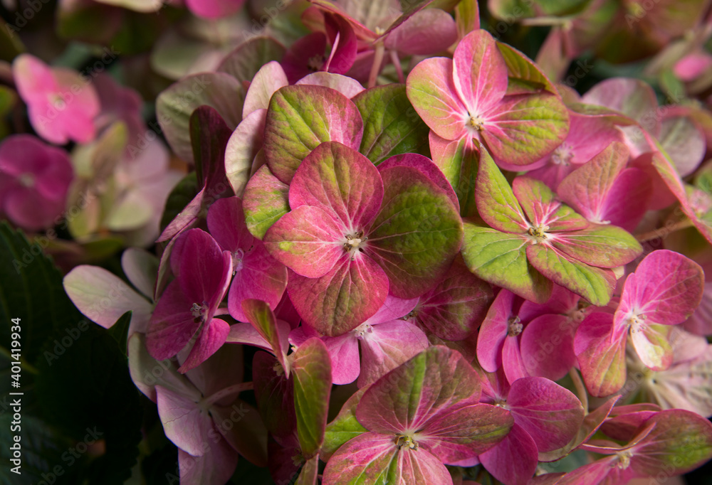 Floral texture and pattern. Exotic flowers. Closeup view of Hortensia Hydrangea macrophylla Magical, also known as big leaf Hydrangea, flowers of green and pink petals, spring blooming in the garden. Floral texture and pattern. Exotic flowers. Closeup view of Hortensia Hydrangea macrophylla Magical, also known as big leaf Hydrangea, flowers of green and pink petals, spring blooming in the garden.