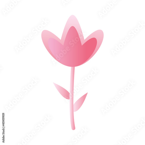 flower with a pink color