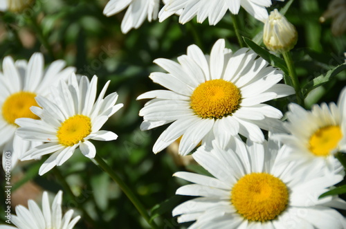 daisies in a garden