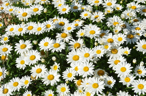 daisies in a garden