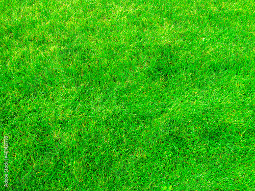 Background green mowed grass.