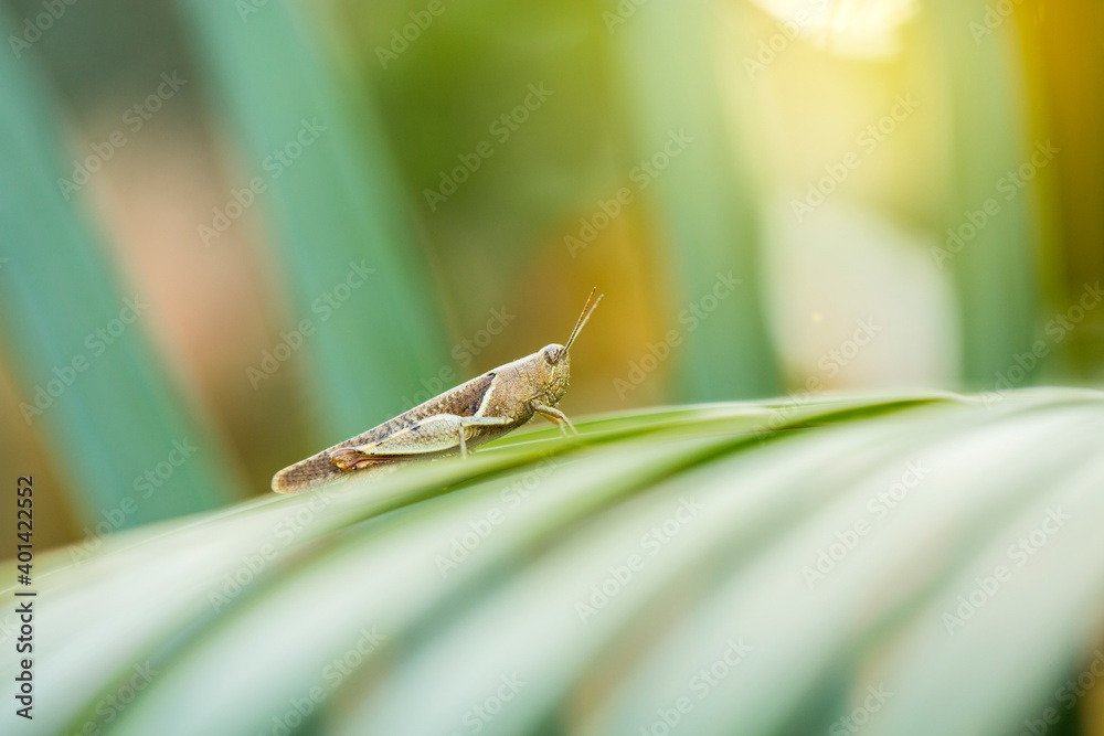 grasshopper on a leaf grasshopper on a leaf
