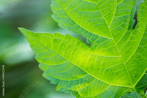 close up of green leaf