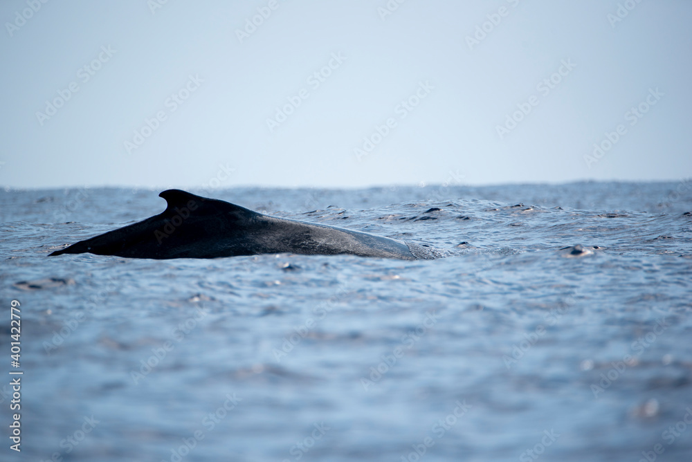 Fototapeta premium Fin of a whale off Reunion Island, Indian Ocean, France, Tropical Europe.